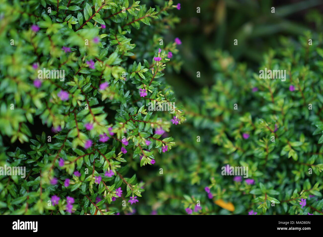 Un sacco di minuscoli fiori Foto Stock