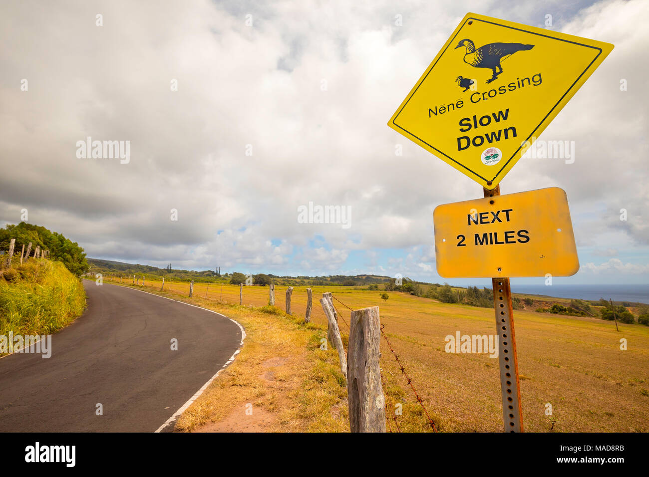 Un segno di avvertimento che driver Nene Goose (pronunciato nay nay), Nesochen sandvicensis, si trovano in questa area sul lato est dell'isola di Molokai, H Foto Stock