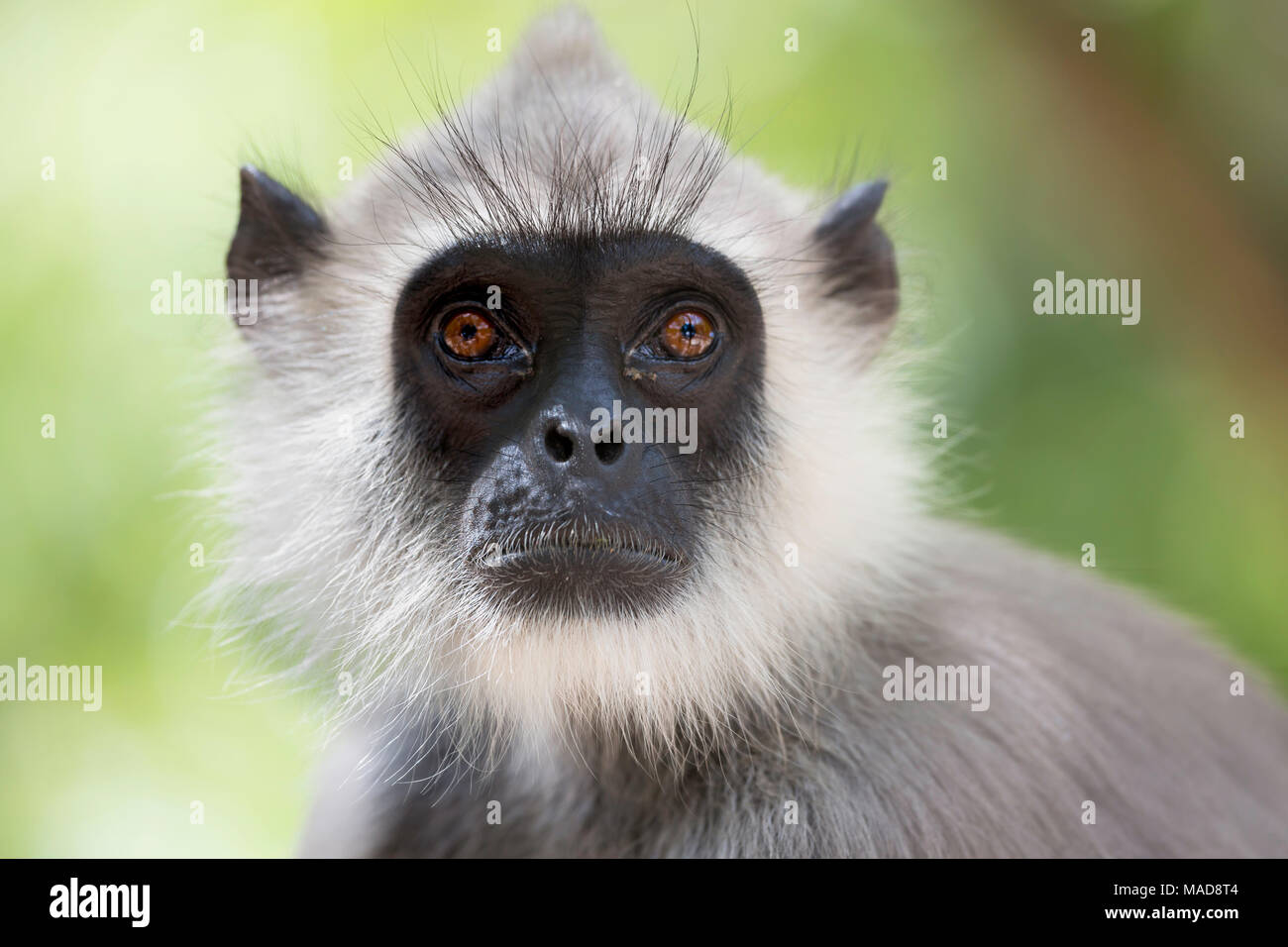 Grigio o langurs Hanuman langurs, Semnopithecus entellus, sono i più diffusi langurs del subcontinente indiano. Essi si trovano in tutta la maggior parte delle Foto Stock