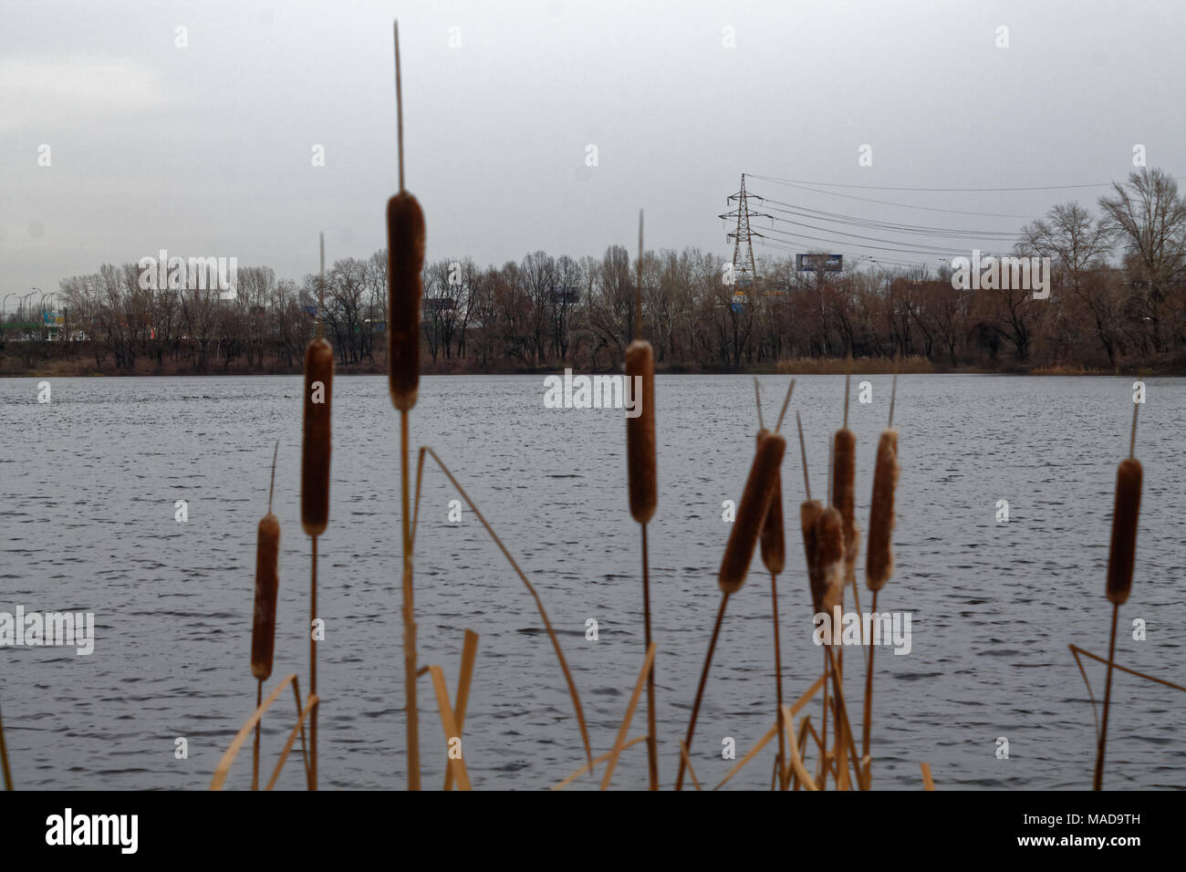 Canne al lago, ondeggiando Reed sfondo per sito web o dispositivi mobili Foto Stock