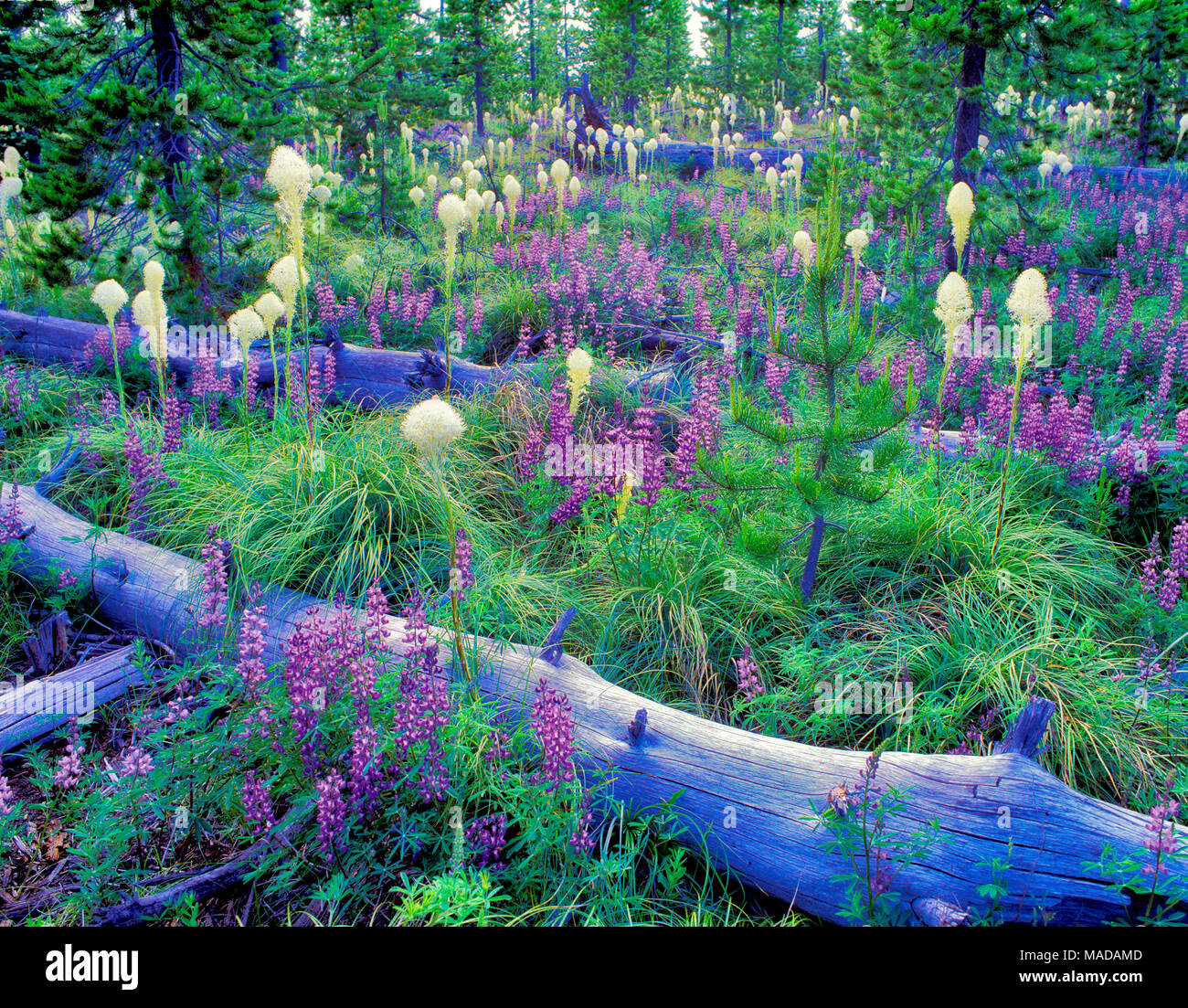 V00143M.tiff lupini recare l'erba, e caduti i registri. Santiam Pass, Oregon Foto Stock