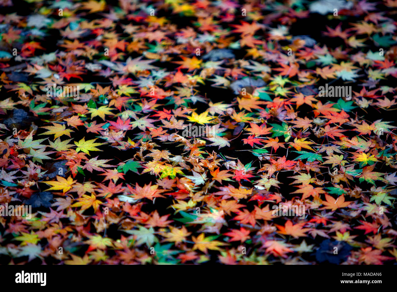 Giapponese di foglie di acero in autunno a colori in stagno. Giardini giapponesi. Portland. Oregon Foto Stock