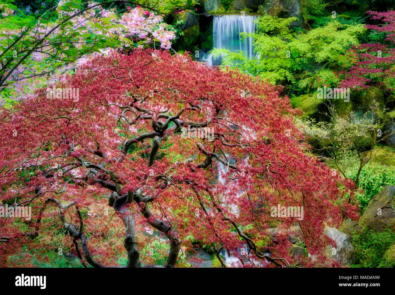 Watrfalls e fiori di ciliegio con acero giapponese per la fase di crescita iniziale. Portland Giardini Giapponesi, Oregon. Foto Stock