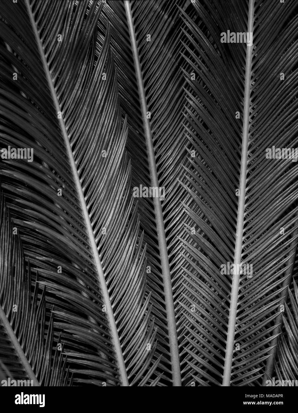 .Cycad. Sego Palm. Giardini tropicali di Maui. Maui, Hawaii. Foto Stock