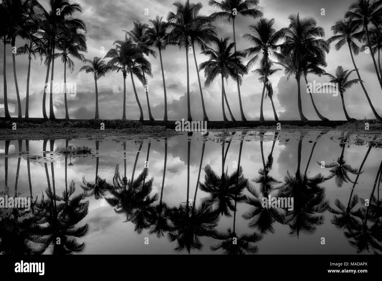 Palme riflettendo in stagno con sunrise. Punaluu spiaggia di sabbia nera. Isola di Hawaii Foto Stock