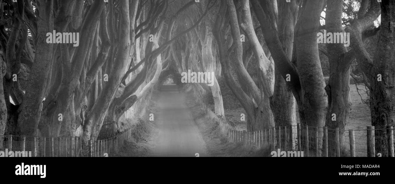 Le siepi di scuro. Faggio rurale strada alberata in Irlanda. Foto Stock