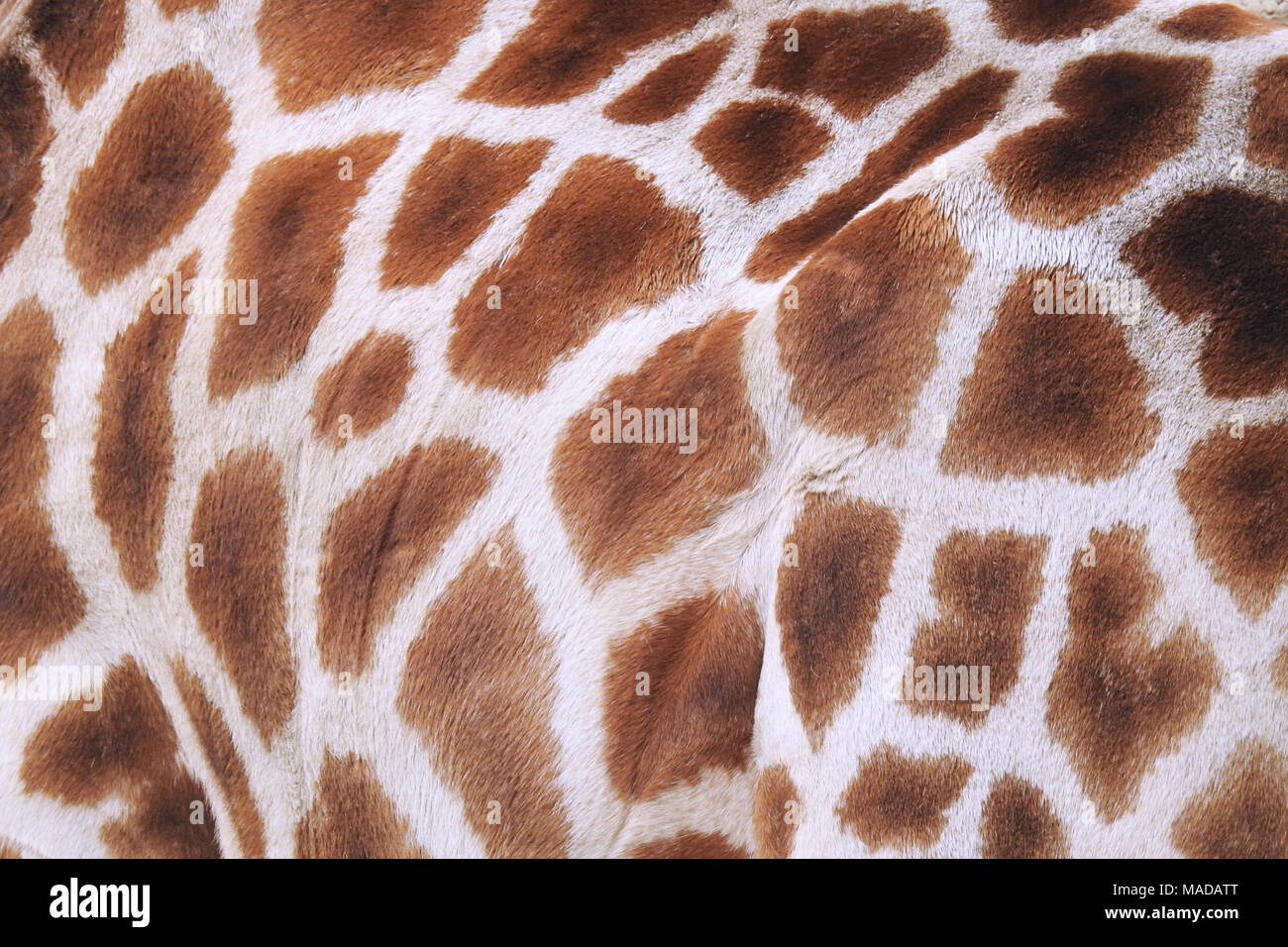 Vivere stampa giraffa Foto Stock