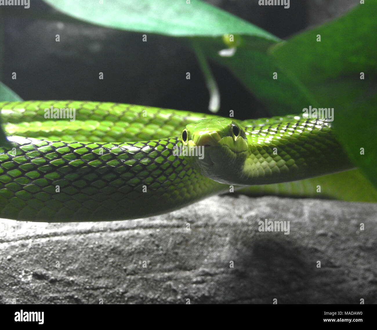 Serpente verde Foto Stock