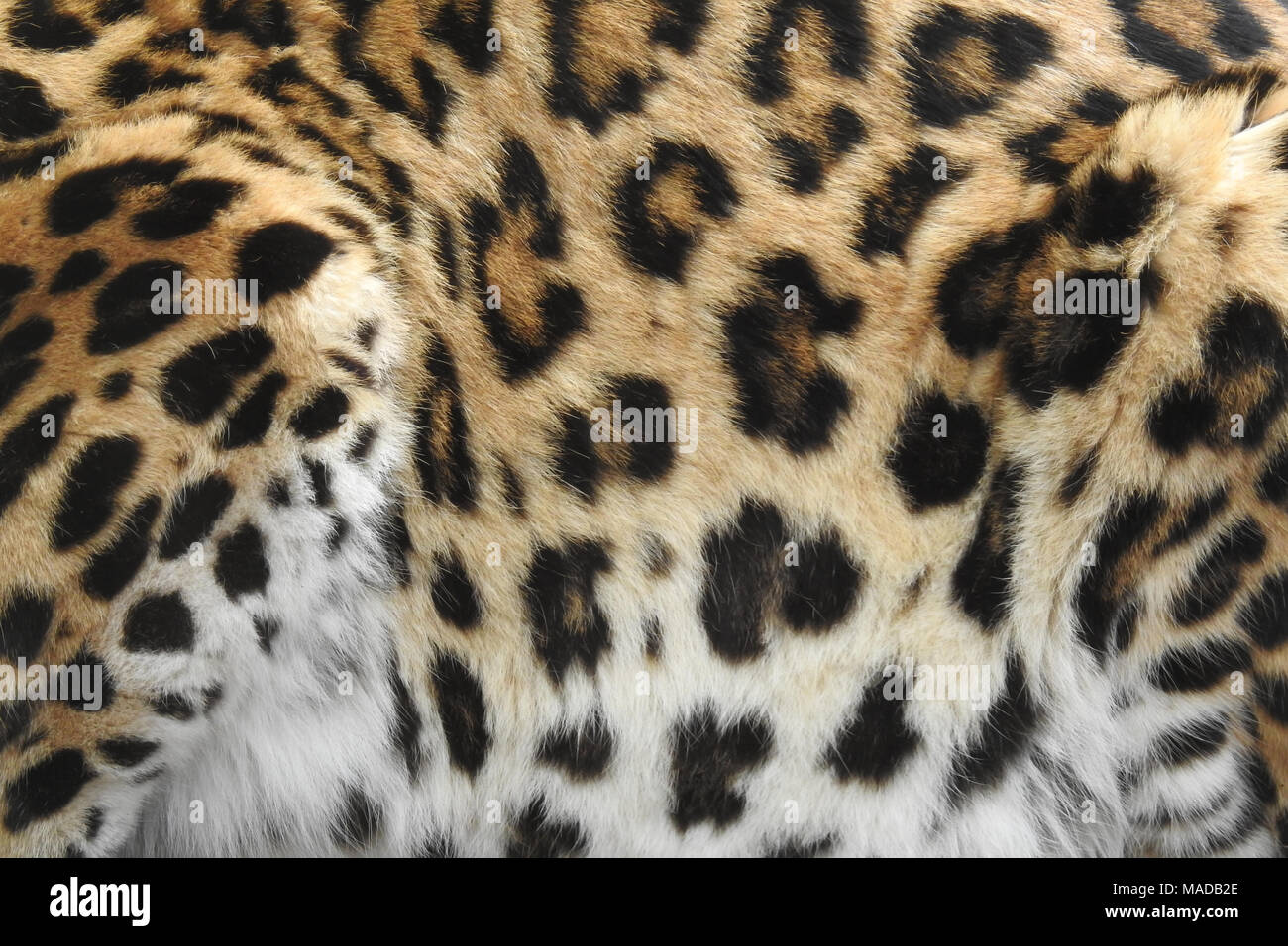 Vivere Leopard Print Foto Stock