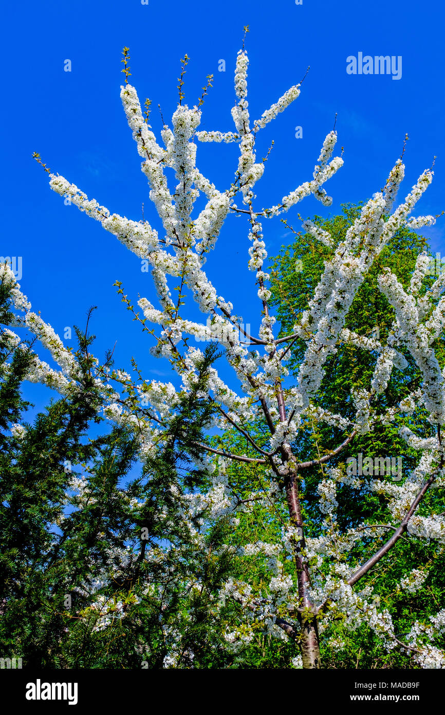 Wild cherry blossom, Prunus avium, dolce ciliegio, fiori bianchi, Strasburgo, Alsazia, Francia, Europa Foto Stock