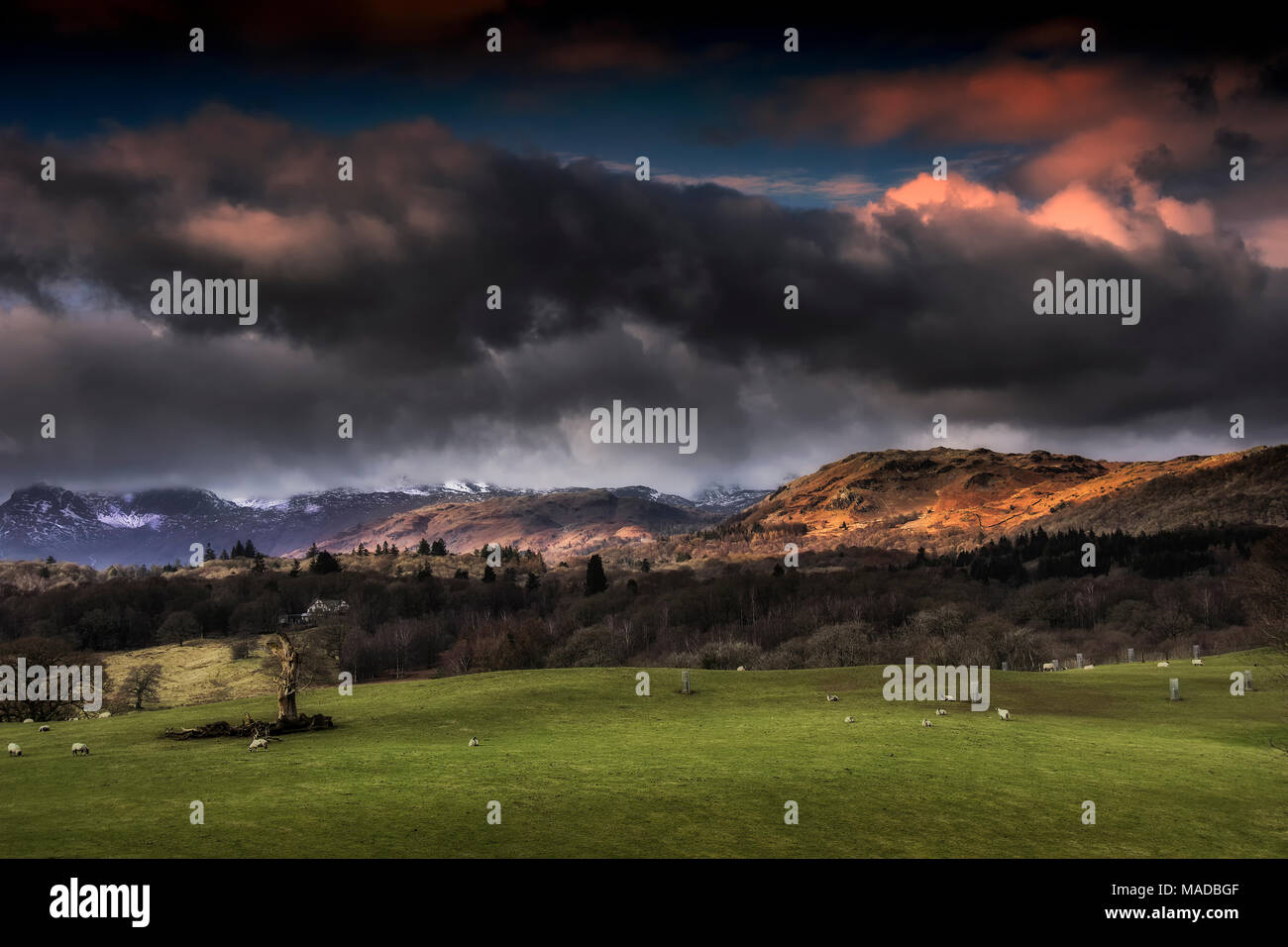Il Parco nazionale del Lake District. Cumbria. Paesaggio di cieli bui guardando da Wray castle attraverso Windermere verso Ambleside e nuvole sulle cime Foto Stock