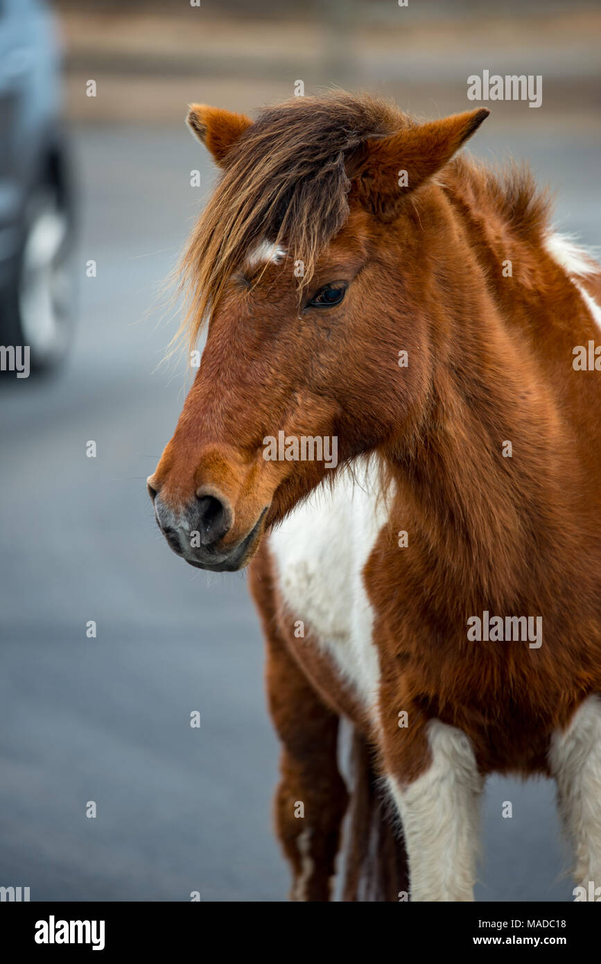 Un Assateague wild horse in Maryland Foto Stock