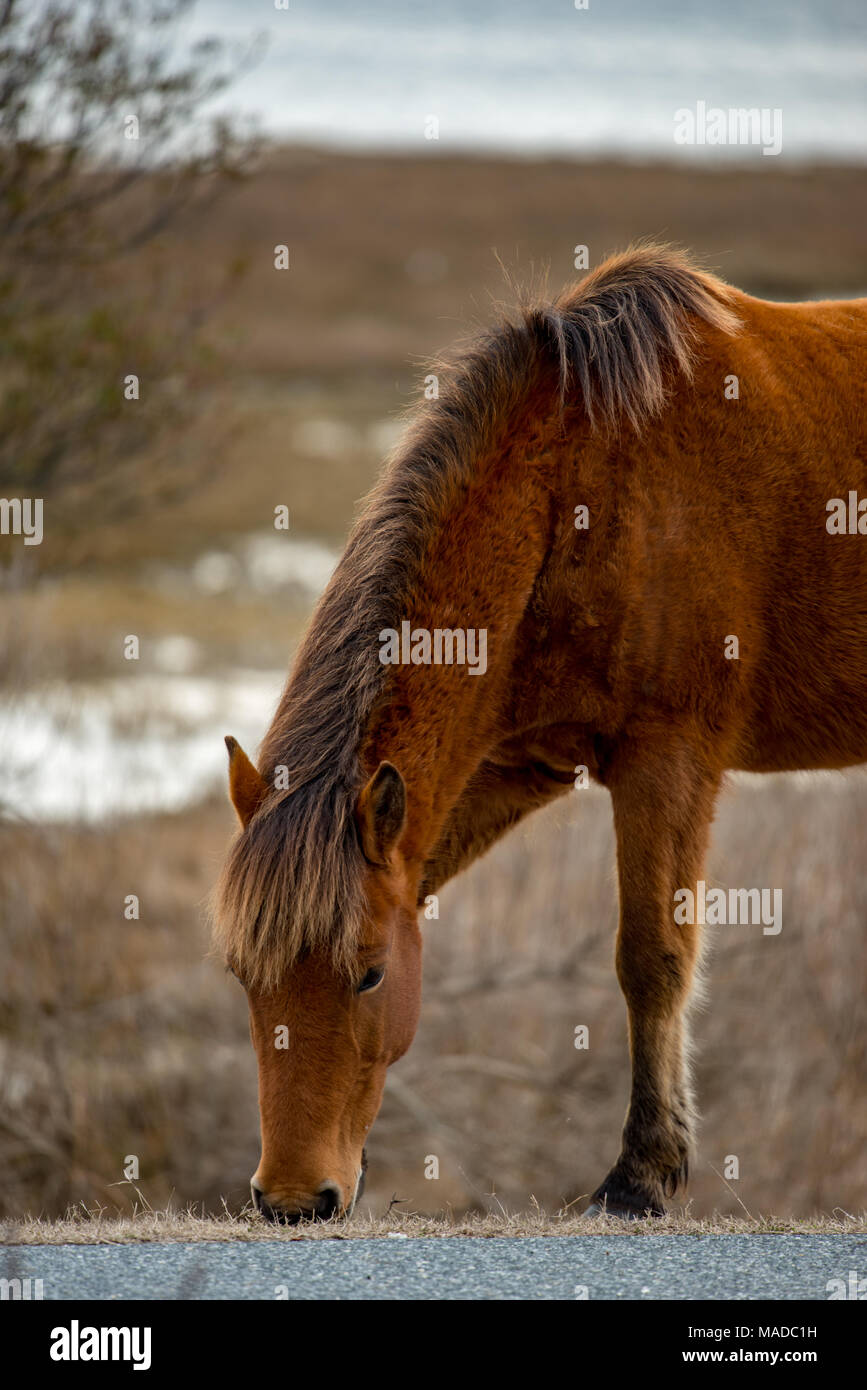 Un Assateague wild horse in Maryland Foto Stock