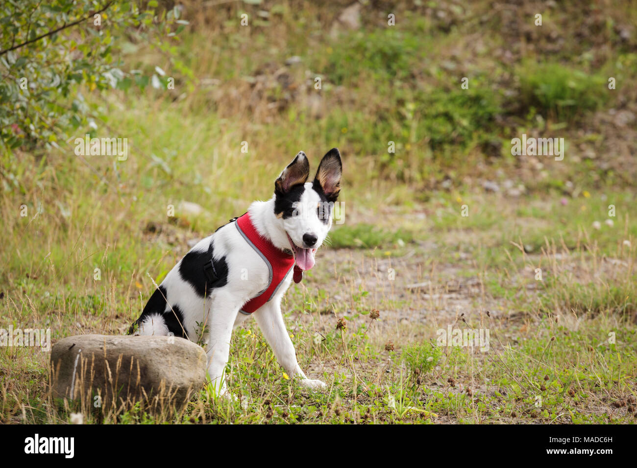 Border Collie cucciolo seduto e aspettando pazientemente Foto Stock