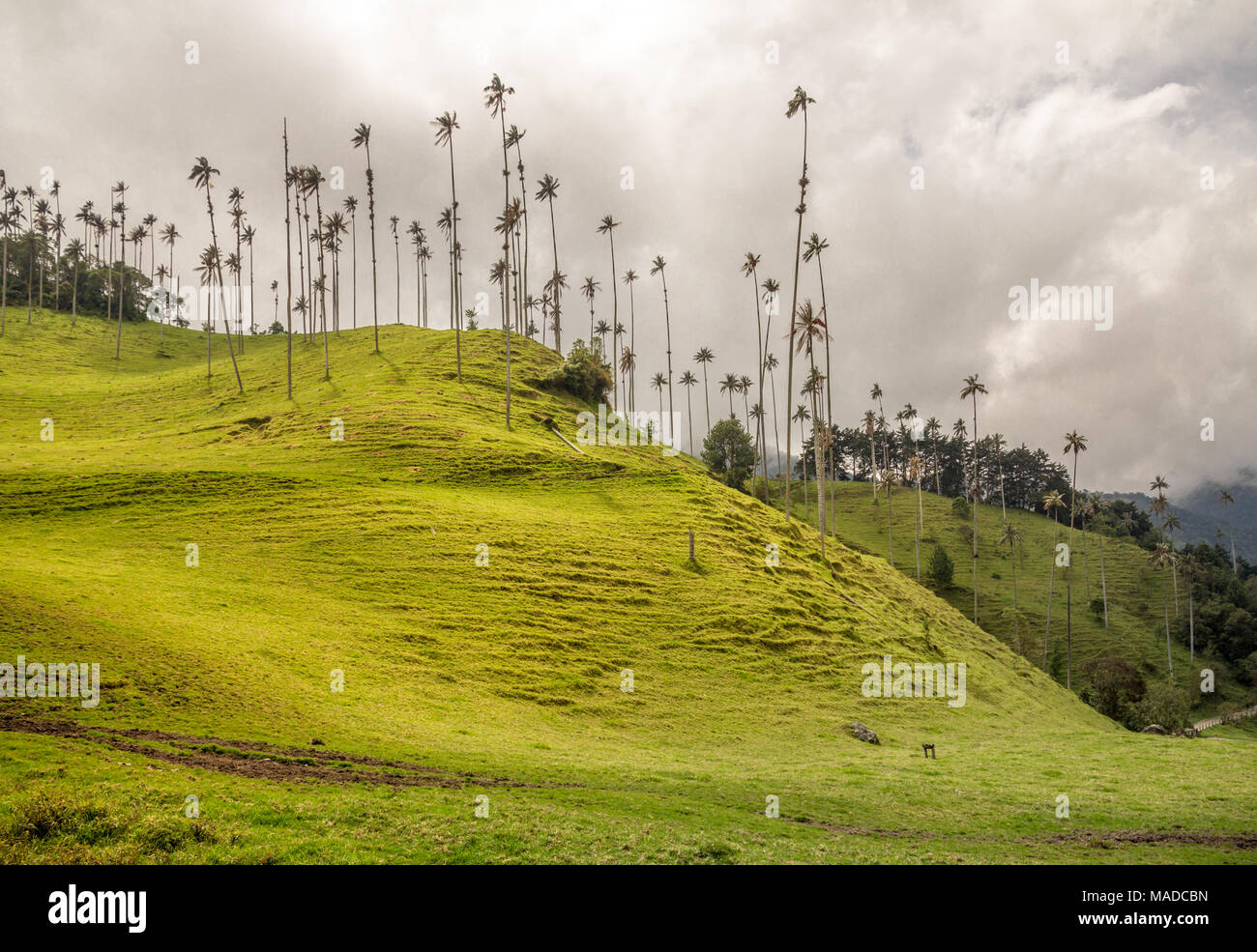 Un pendio erboso con alcuni dei più alti alberi di palma nel mondo. Questi esili palme più simile hairy dei fiammiferi da una distanza. Un nuvoloso d Foto Stock