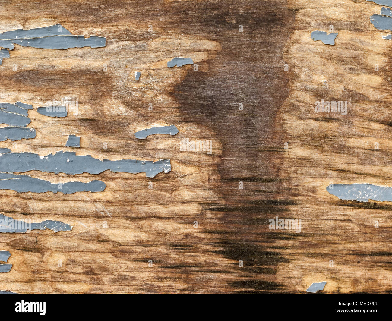 La texture di legno naturale doga con incrinato vernice grigia, spot di fuoriuscita di acqua, abstract background. Foto Stock