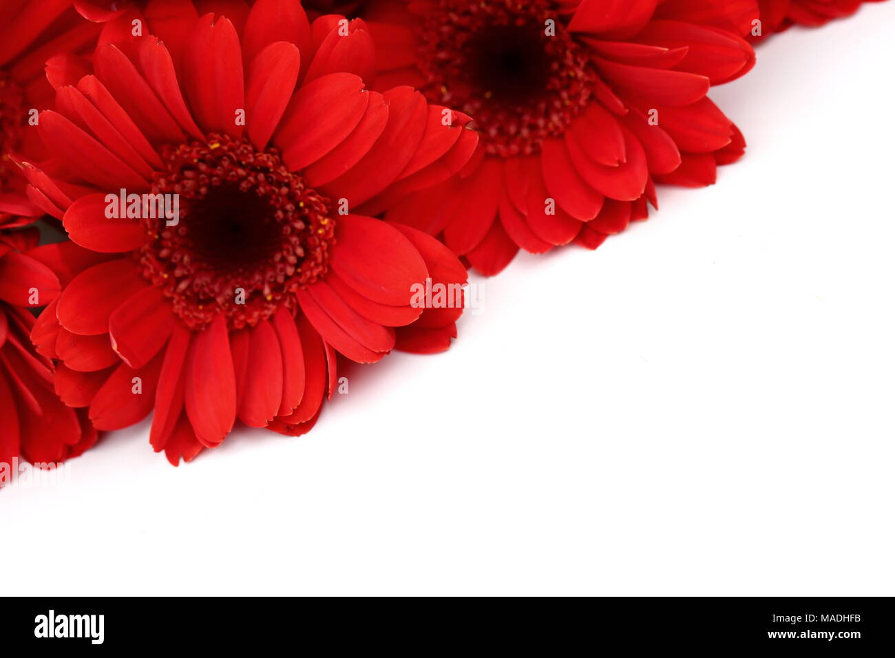 Gerbera è un fiore caratterizzato da molti coralli e più spesso utilizzato dai fiorai in mazzi di fiori recisi perché è distintivo e di grandi dimensioni. Foto Stock