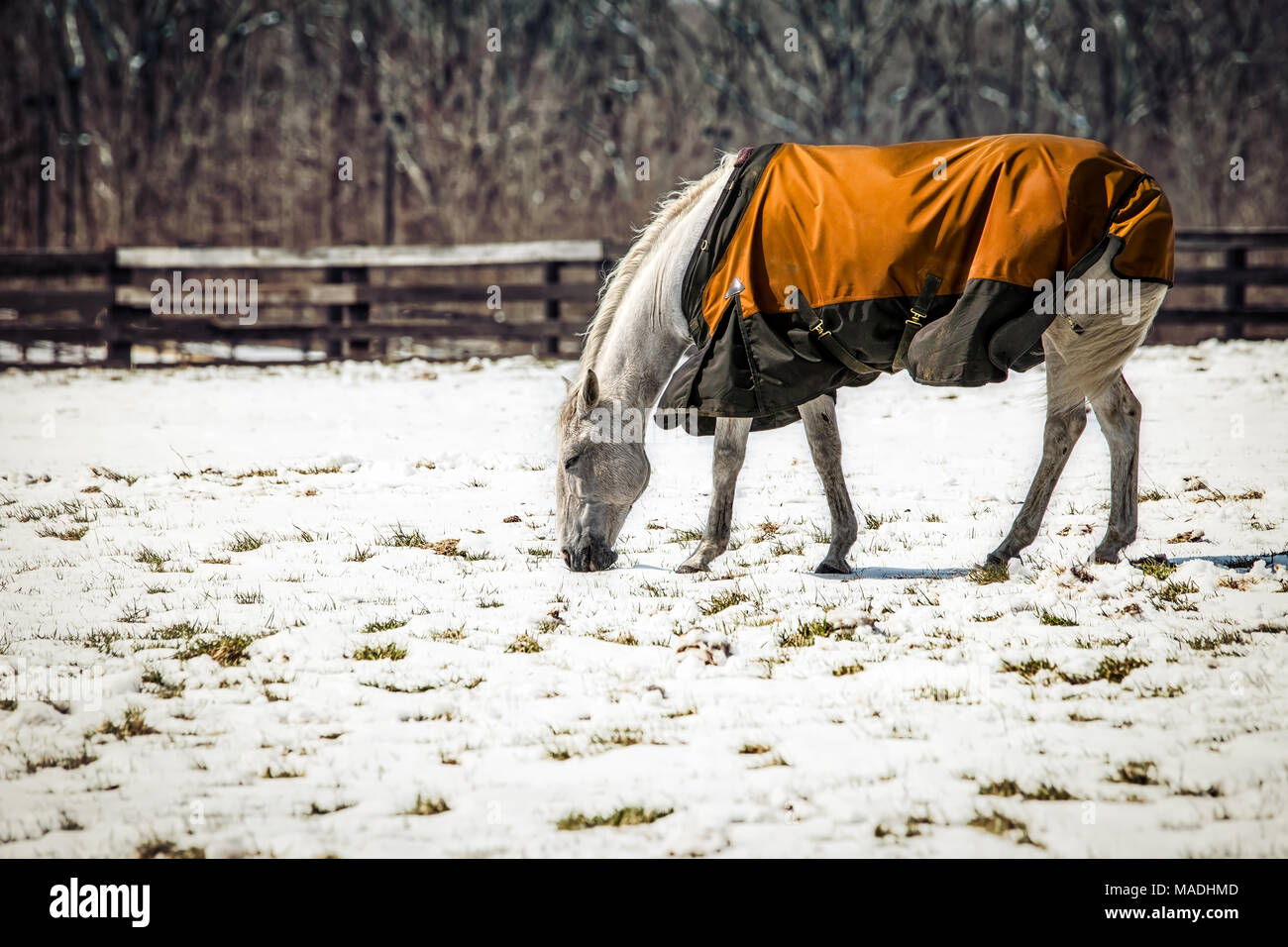 Un cavallo al pascolo in una Virginia nevoso campo. Foto Stock