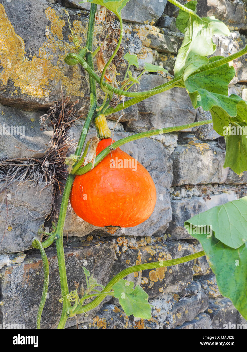 Impianto di Hokkaido con zucca frutto di fronte ad una parete pietroso Foto Stock