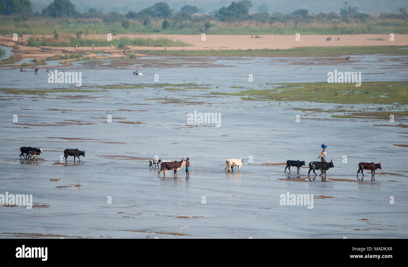 Una mandria di zebù che attraversa un fiume poco profondo in Madagascar Foto Stock