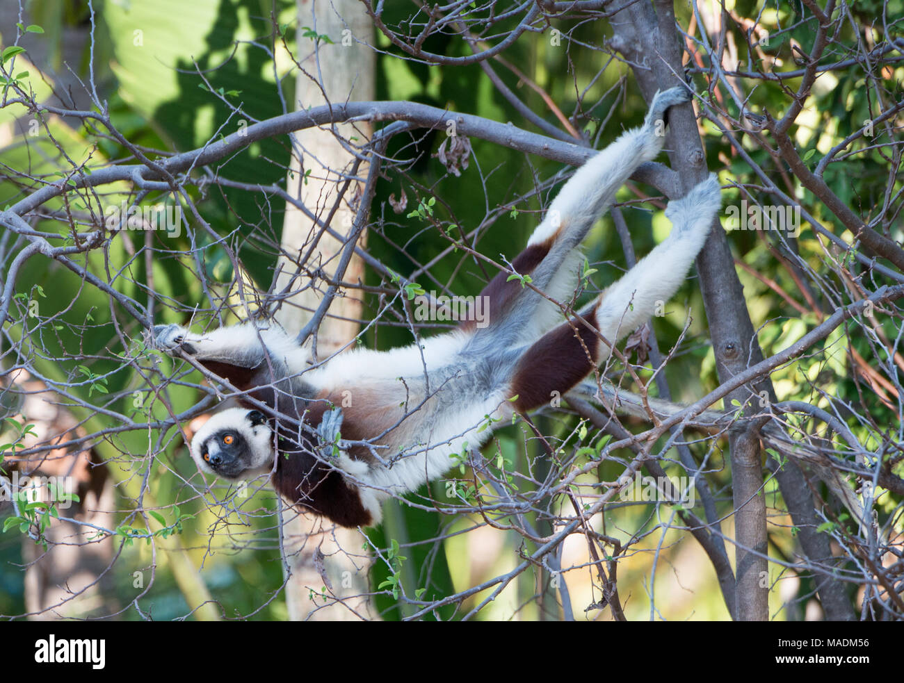 Un Coquerel il sifaka (Propitherus Coquereli) che si estende tra gli alberi in cerca di cibo Foto Stock