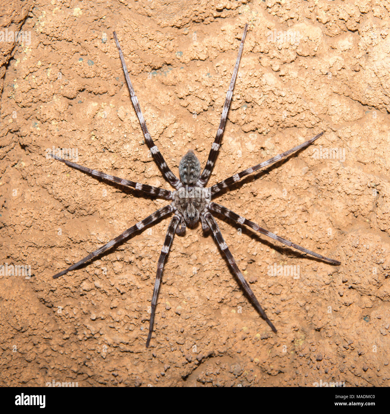 Un ragno Viridasius (Viridasius fasciatus) in una grotta in Madagascar Foto Stock