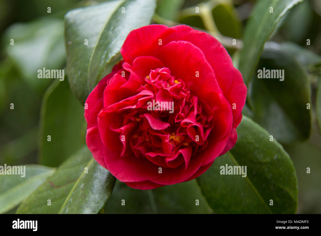 Camellia japonica Aarons Ruby in fiore - colore rosso brillante blumi. Foto Stock
