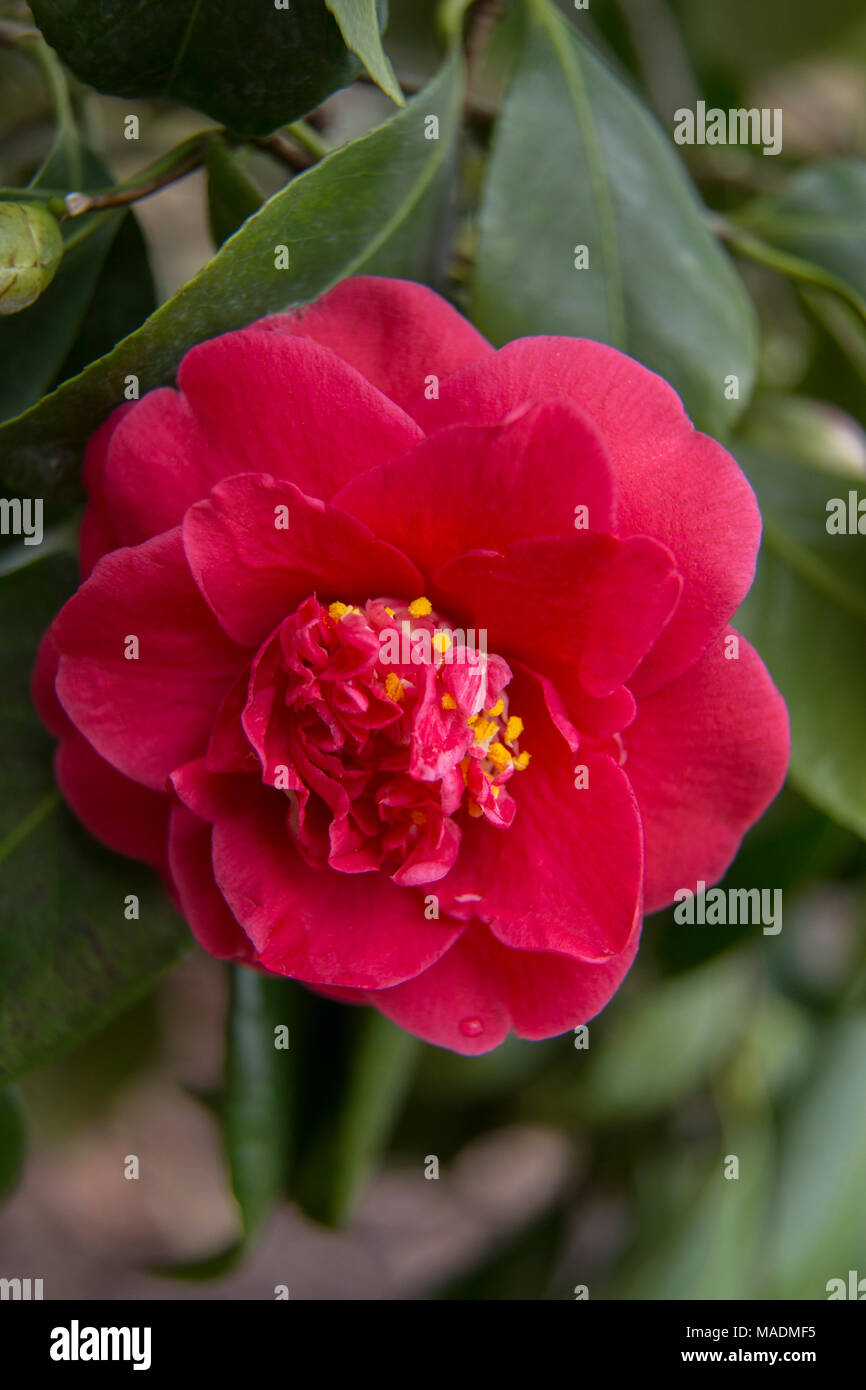 Camellia japonica Aarons Ruby in fiore - colore rosso brillante blumi. Foto Stock