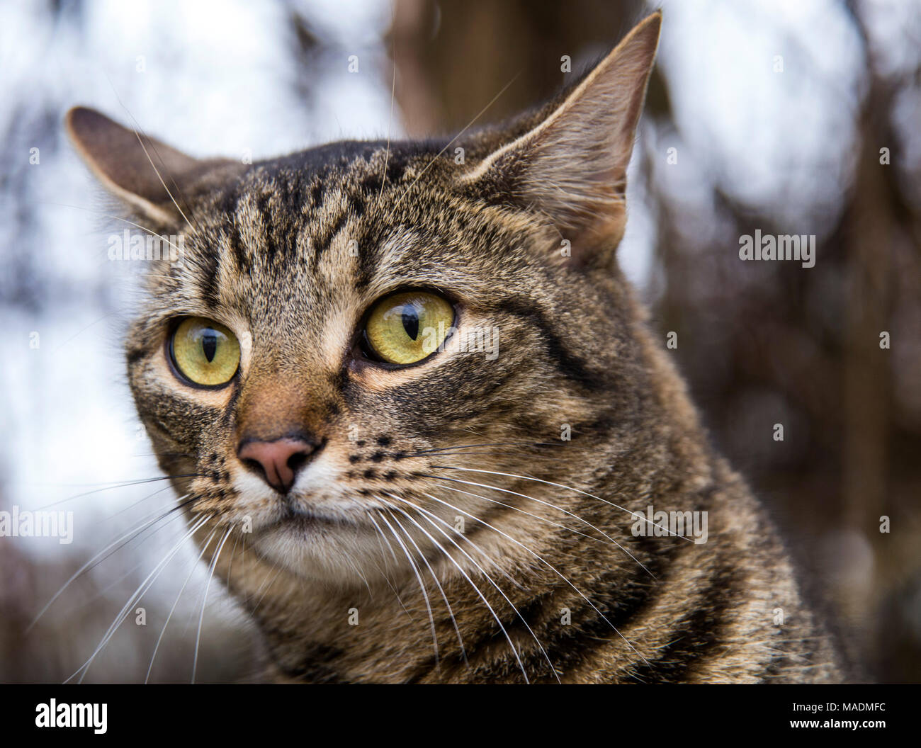 Tabby Cat Gatto bengala, headshot, all aperto in un giardino d'inverno. Foto Stock
