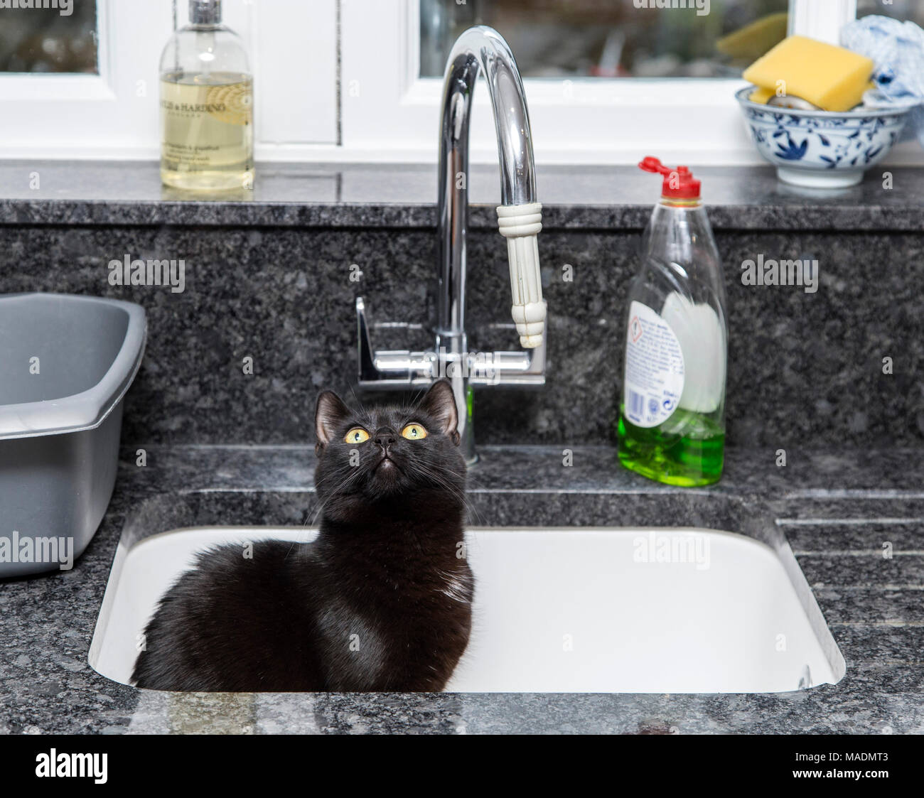 Gatto nero sat in un lavello da cucina Foto Stock