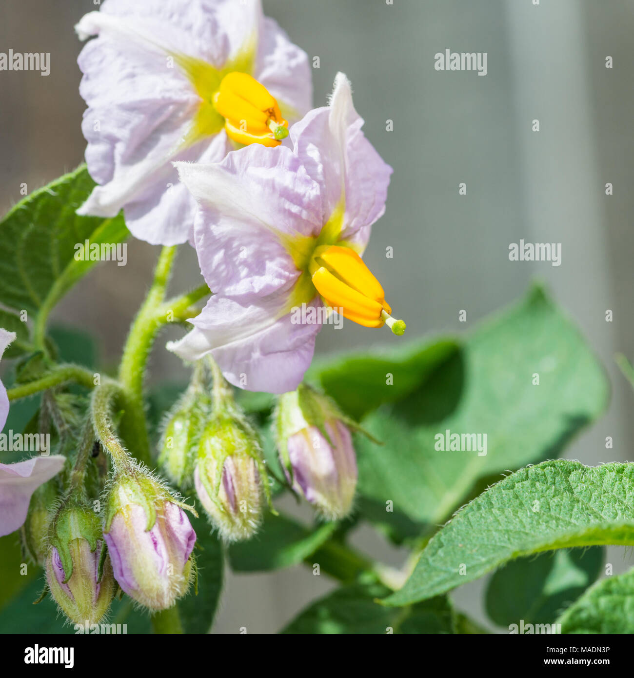 Una macro shot delle fioriture di una pianta di patata, varietà di Charlotte. Foto Stock