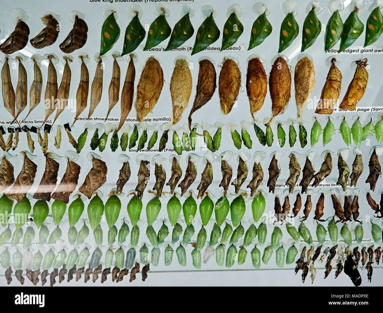 Visualizzazione di butterfly chrysalides o pupa nelle Metamorfosi involucro all'Callaway Gardens Butterfly House pino montano GEORGIA, STATI UNITI D'AMERICA. Foto Stock