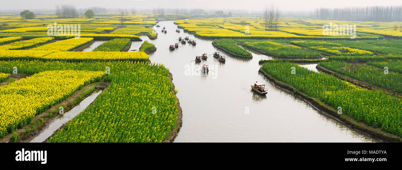 Barca a remi sul fiume attraverso Thousand-Islet canola campi di fiori, provincia dello Jiangsu, Cina Foto Stock