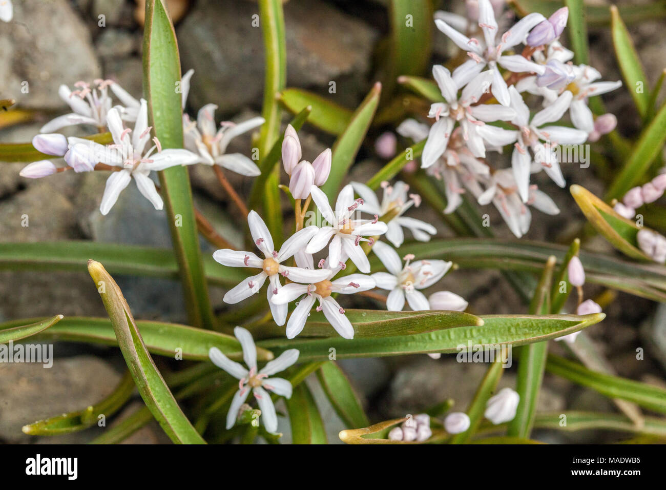 Scilla bifolia ' Rosea ', Alpine squill Foto Stock