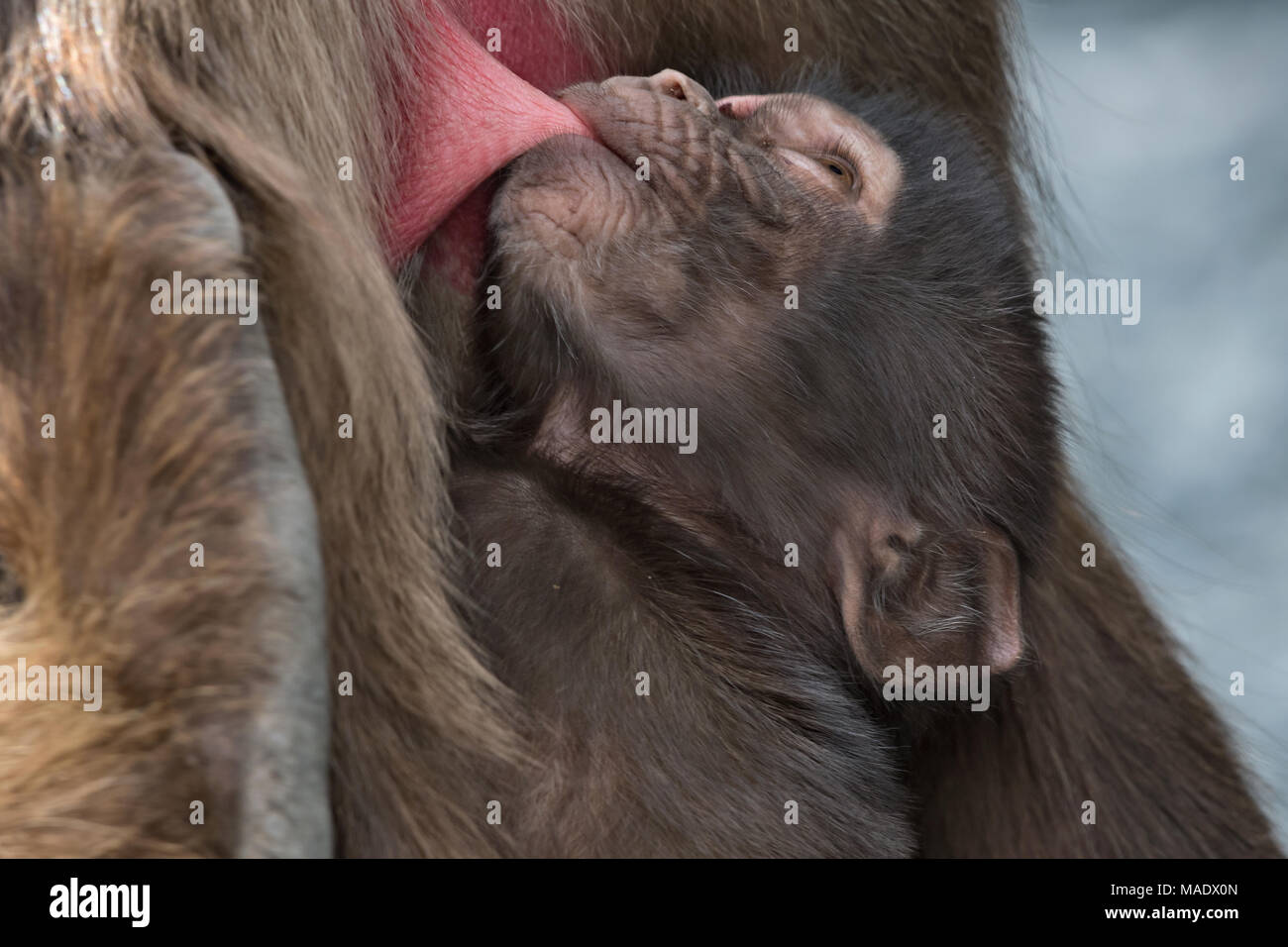 Il lattante babbuino Gelada (Theropithecus gelada), Debre Libanos, Etiopia Foto Stock