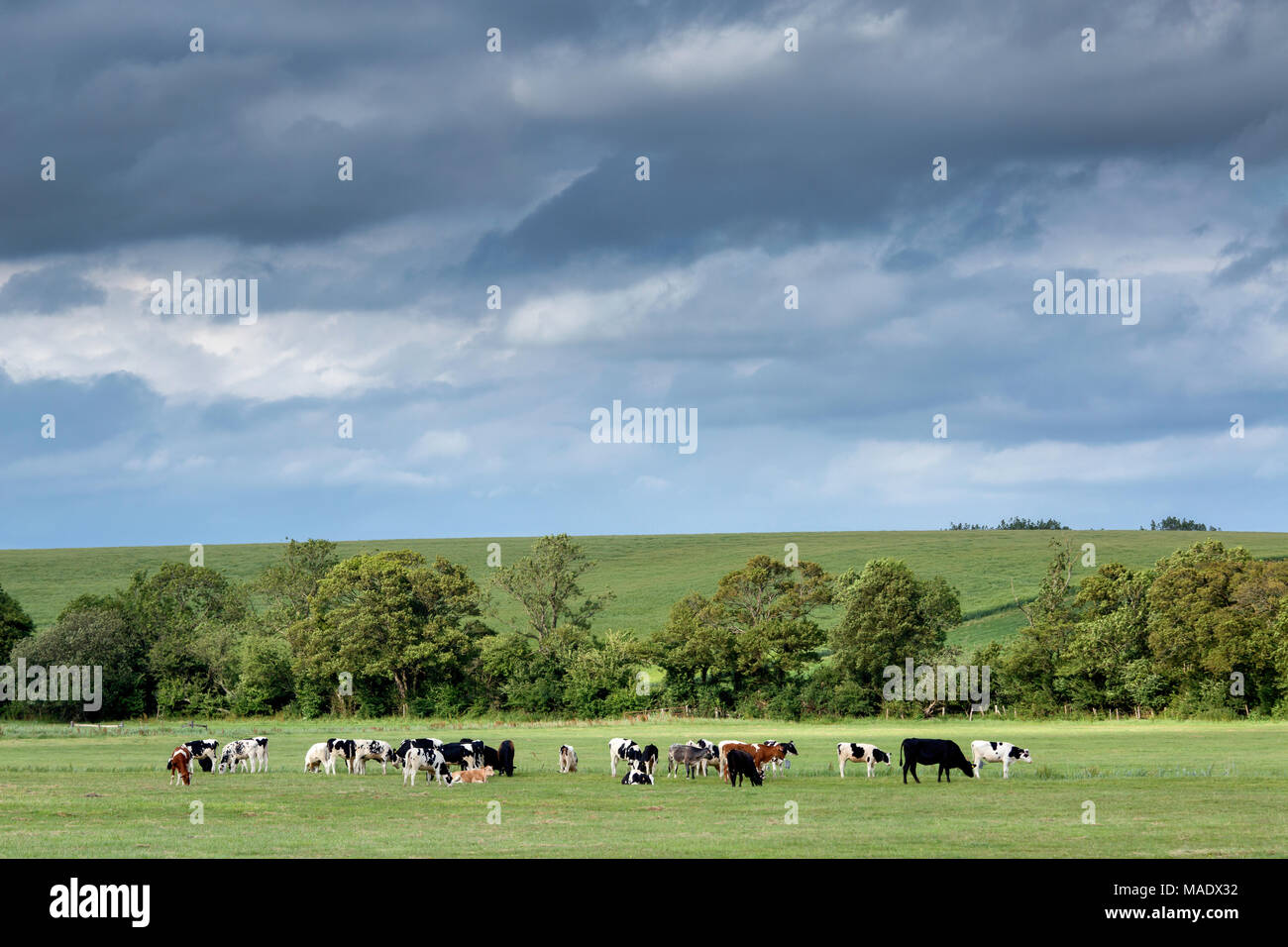 Un campo di mucche al pascolo su terreni adibiti a pascolo in Arun Valley vicino a Amberley, West Sussex, Regno Unito. Foto Stock