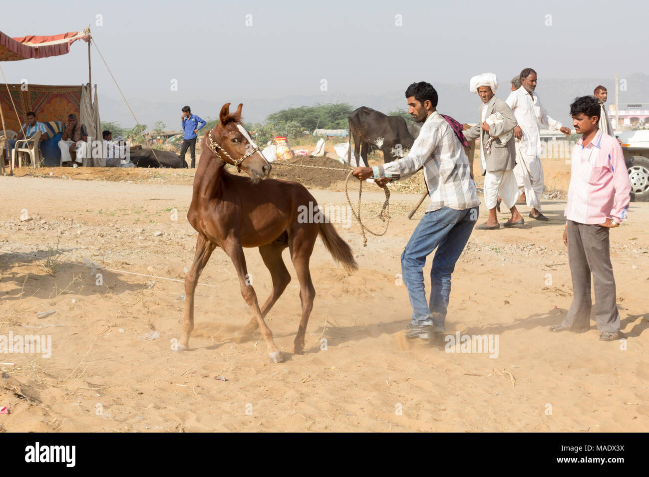 Un puledro Marwari a Pushkar Camel Fair, Rajasthan, India Foto Stock