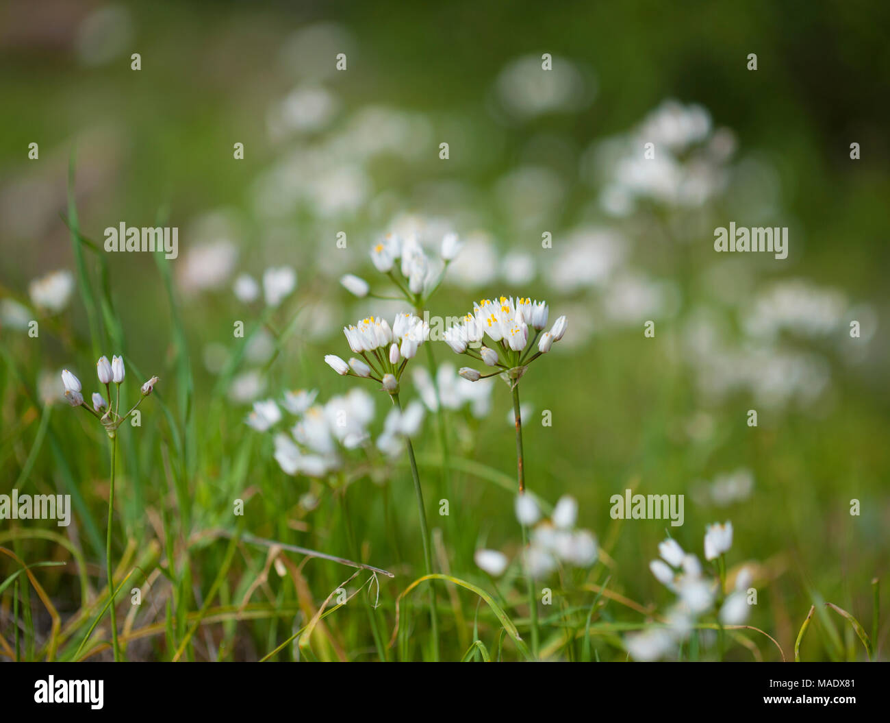 La flora di Gran Canaria - fioritura di aglio roseo naturale sfondo macro Foto Stock