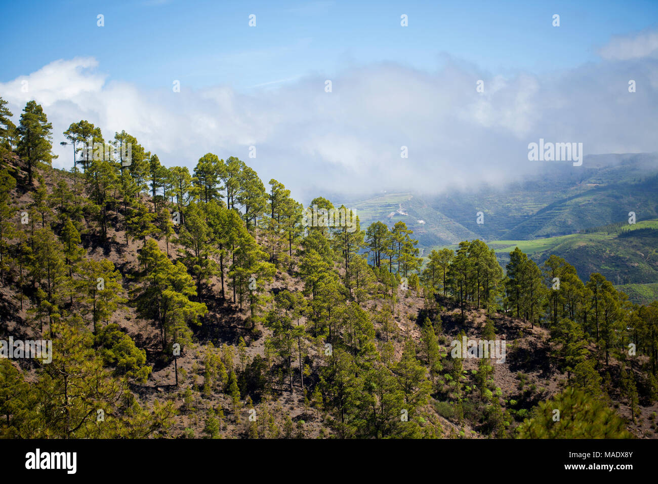 Gran Canaria, marzo - vista da un sentiero escursionistico di Tamadaba riserva naturale attraverso la valle di Agaete Foto Stock