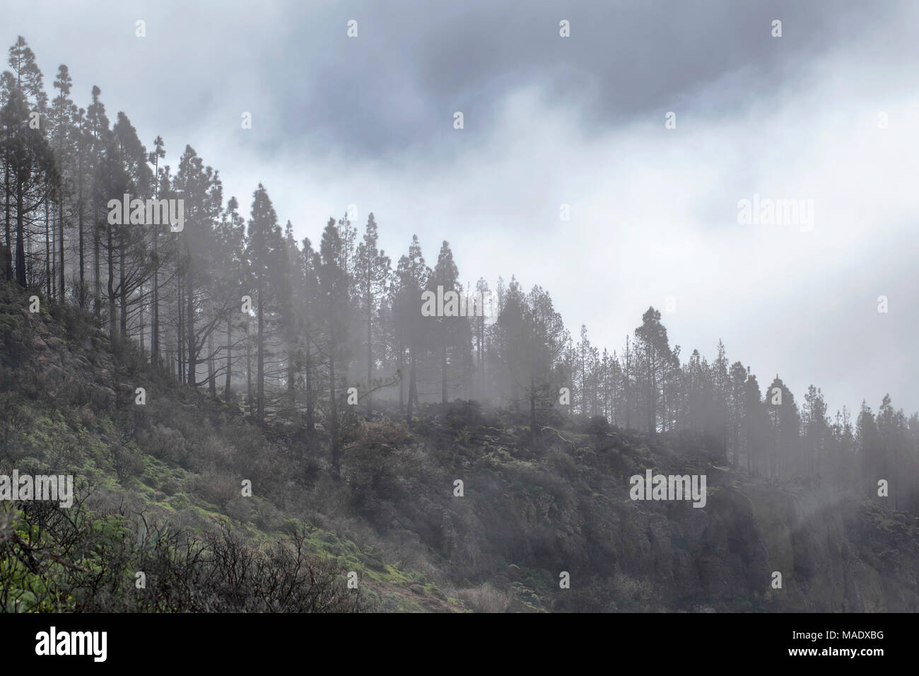 Gran Canaria, marzo 2018, Las Cumbres - le zone più alte dell'isola, nuvole rolling Foto Stock