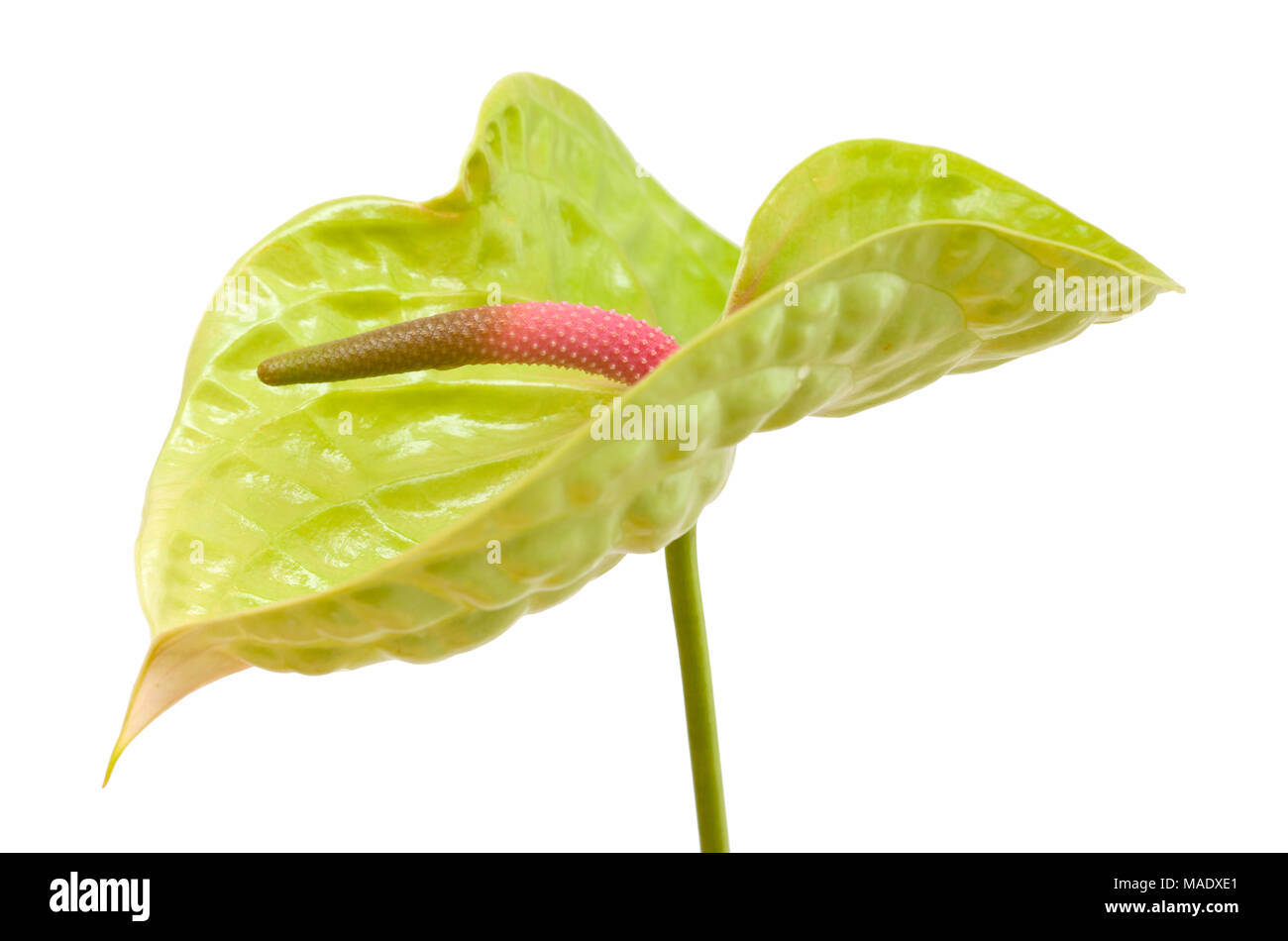 Anthurium verde con rosa-verde spadix isolati su sfondo bianco Foto Stock