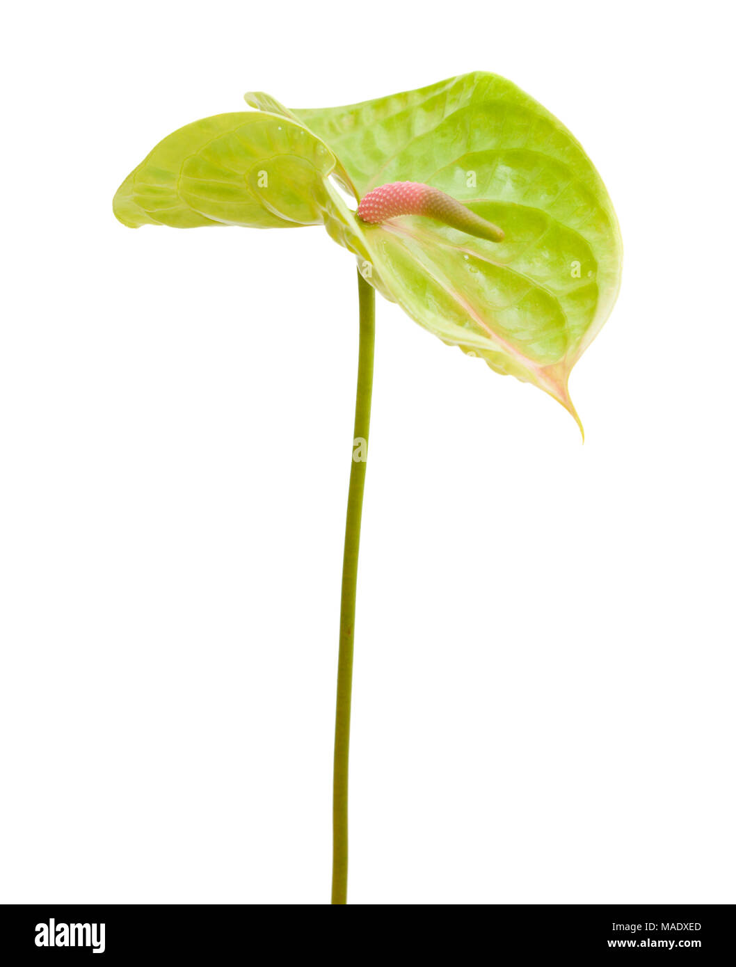 Anthurium verde con rosa-verde spadix isolati su sfondo bianco Foto Stock