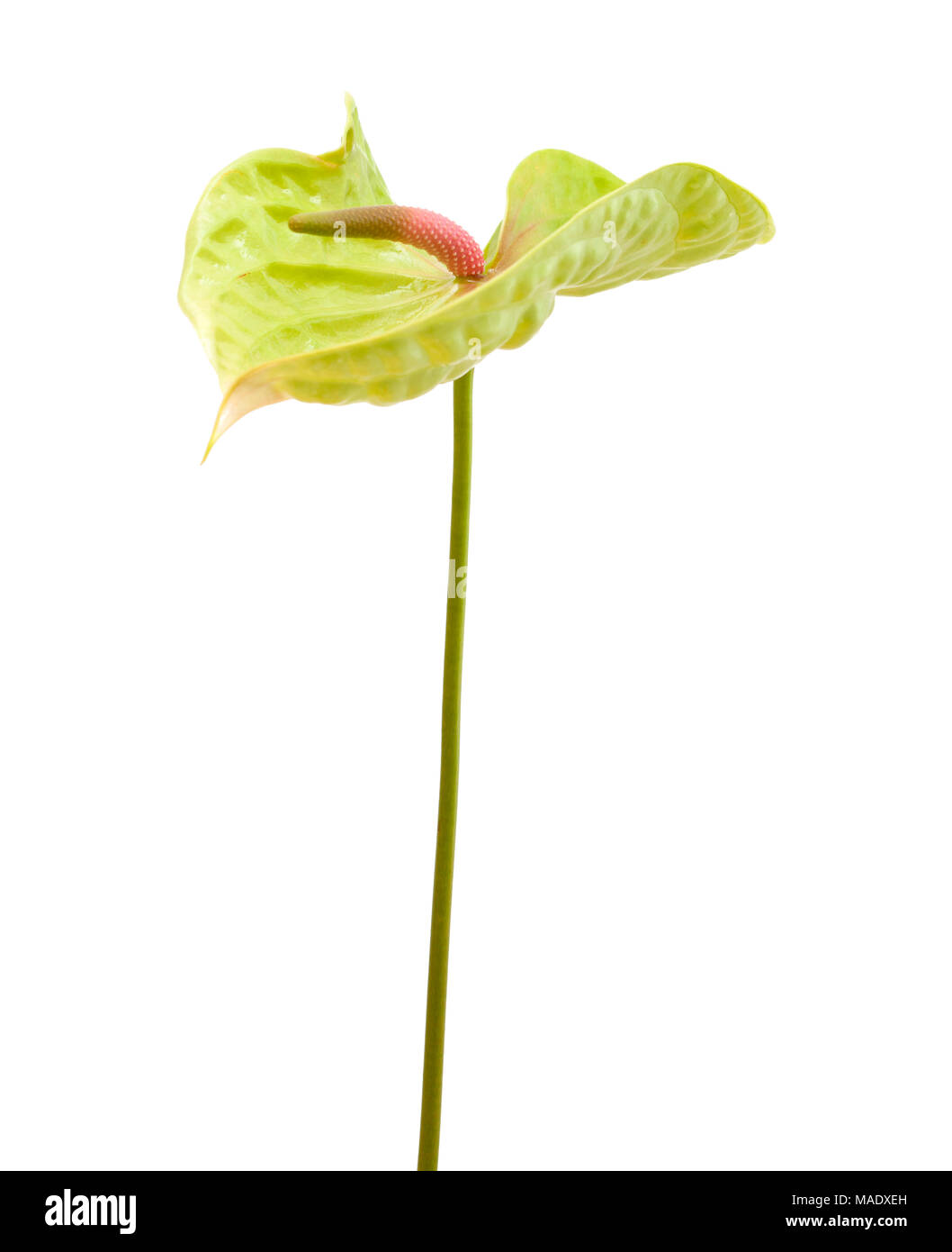 Anthurium verde con rosa-verde spadix isolati su sfondo bianco Foto Stock