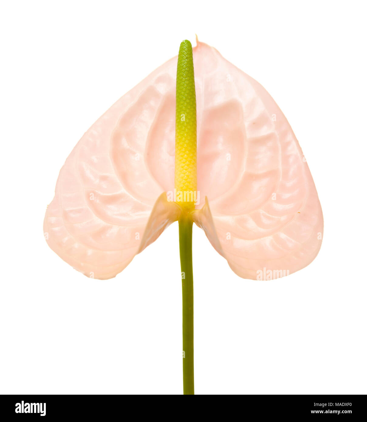 Anthurium rosa con giallo-verde spadix isolati su sfondo bianco Foto Stock