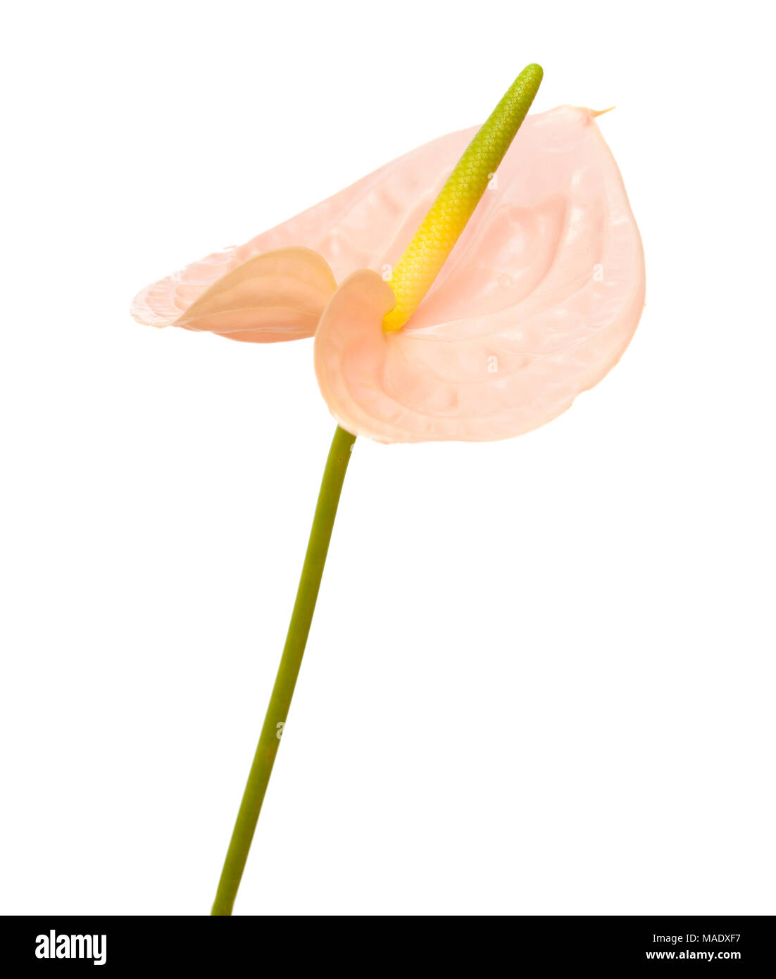 Anthurium rosa con giallo-verde spadix isolati su sfondo bianco Foto Stock