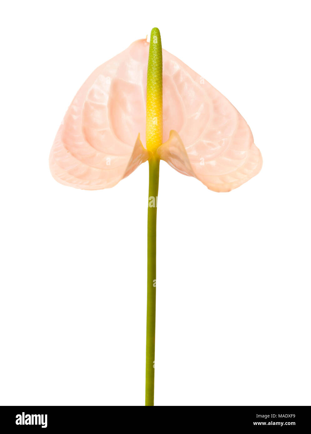 Anthurium rosa con giallo-verde spadix isolati su sfondo bianco Foto Stock