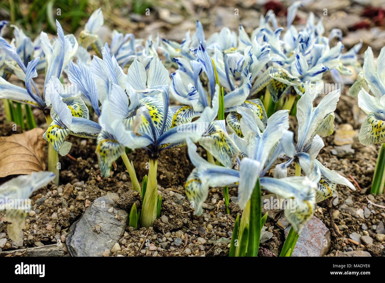 Iris reticulata 'Katharine Hodgkin' gruppo di piante nane Irises Foto Stock