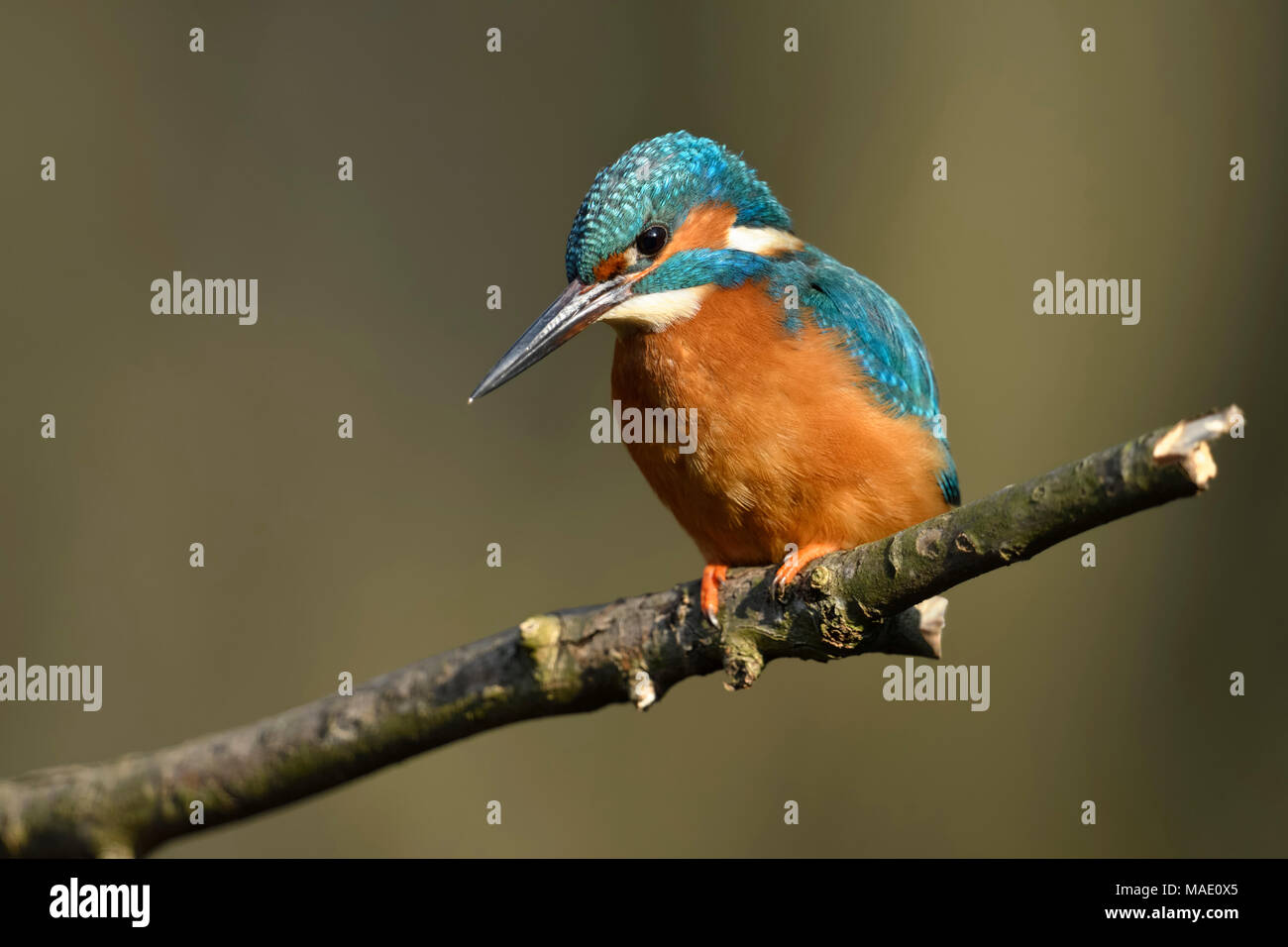 Kingfisher / Eisvogel ( Alcedo atthis ), uccello maschio, appollaiato su un ramo per la caccia, scrupoloso vista frontale, bella luce, la fauna selvatica, l'Europa. Foto Stock