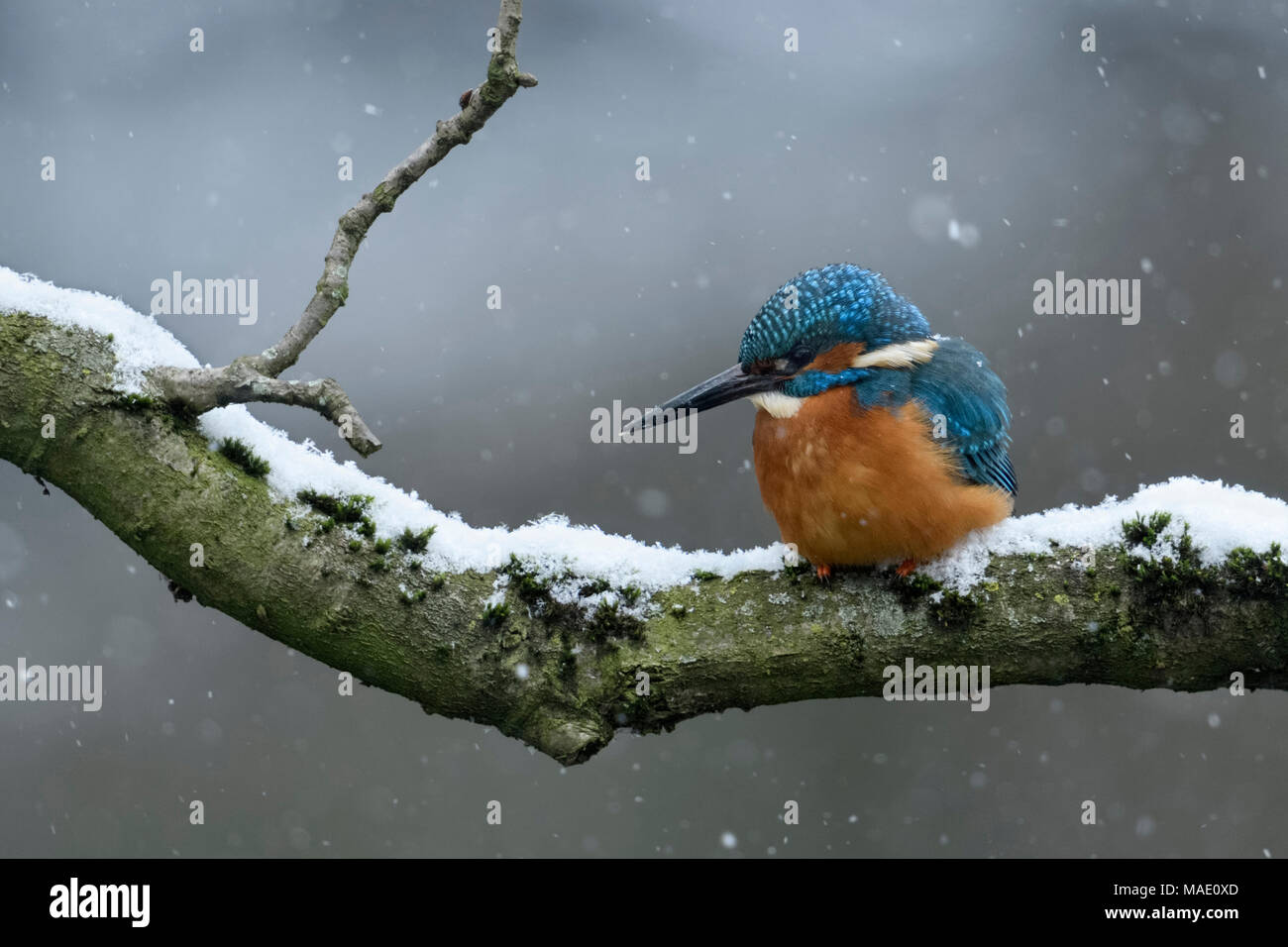 Eurasian Kingfisher / Eisvogel ( Alcedo atthis ), maschio in inverno, appollaiato su un ramo naturale, la caccia e la caduta di neve, la fauna selvatica, l'Europa. Foto Stock