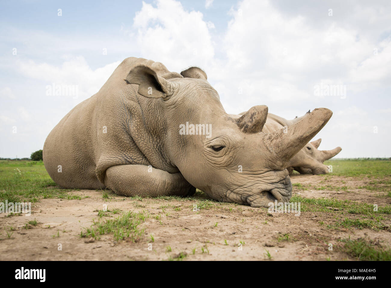 Laikipia, Kenya. 31 Mar, 2018. Foto scattata il 30 marzo 2018 mostra Najin, uno del mondo ultimo due restanti femmina bianco settentrionale di rinoceronti, in Ol Pejeta Conservancy nella contea di Laikipia, nel nord del Kenya. Keniote funzionari della fauna selvatica e global wildlife conservazionisti sabato converged a Ol Pejeta Conservancy nel nord del Kenya dove un memoriale di servizio per la fine del mondo rimanendo solo maschio bianco settentrionale rhino affettuosamente chiamato il Sudan ha avuto luogo. Credito: Lyu Shuai/Xinhua/Alamy Live News Foto Stock